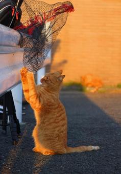 釣り具にじゃれる茶トラ猫(野良猫) 釣り具にじゃれる茶トラ猫(野良猫)の写真