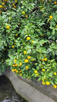 果物と用水路 果物,柑橘,緑の写真素材