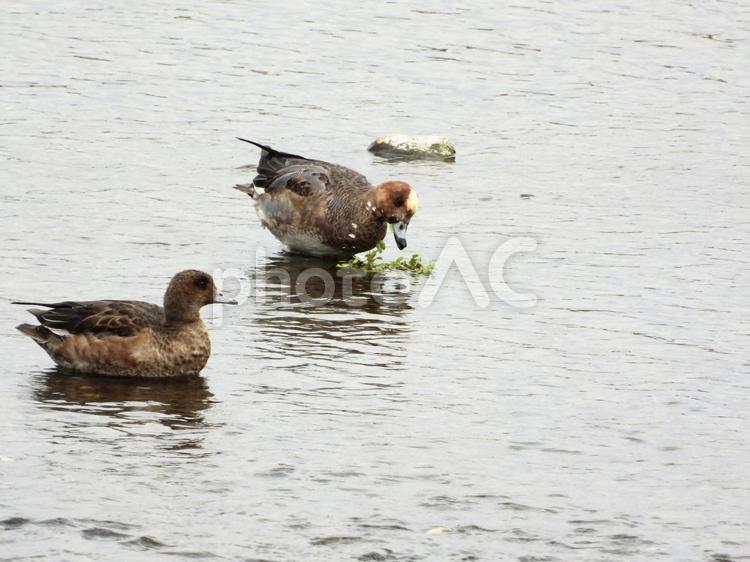 水面に咲く草を食むヒドリガモ 鳥,野鳥,ヒドリガモの写真素材