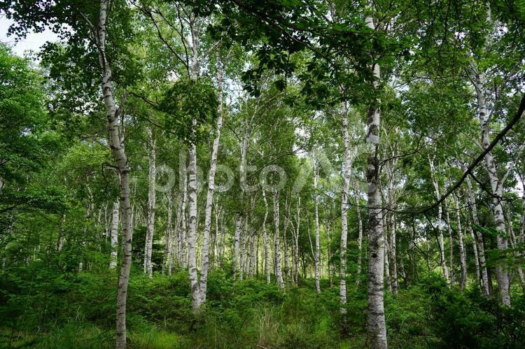 白樺林 八千穂高原,自然,白樺原生林の写真素材