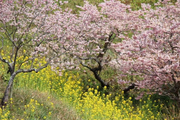 桜と菜の花_02 桜,さくら,サクラの写真素材