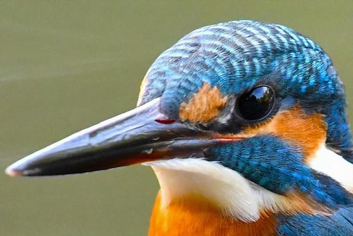 カワセミ カワセミの写真