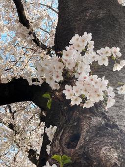桜の古木 桜の古木 桜,青空,ソメイヨシノの写真素材