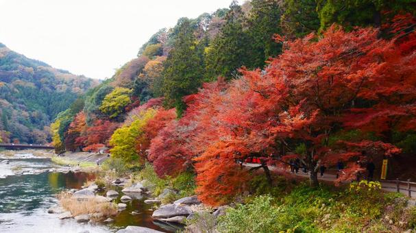 香嵐渓の秋 日本,国内旅行,旅行の写真素材