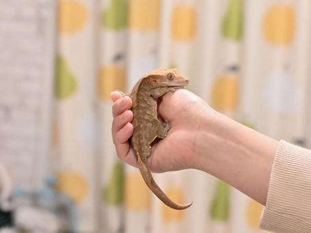 女性の手に乗るクレステッドゲッコー 1の写真