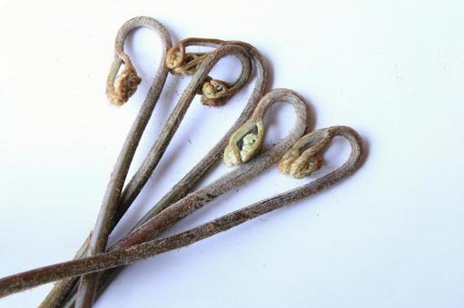 わらび わらび わらび,山菜,煮物の写真素材