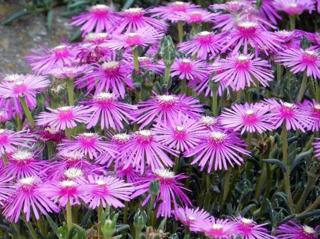 【花の写真】マツバギク(松葉菊) 【花の写真】マツバギク(松葉菊) マツバギク,松葉菊,ハマミズナ科の写真素材