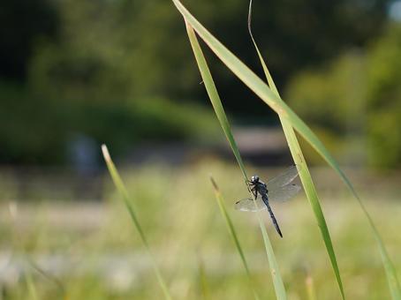 トンボがいる風景 トンボ,昆虫,自然の写真素材