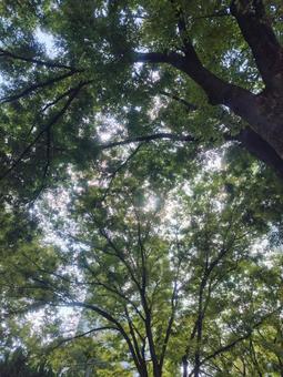 夏の木漏れ日 夏の木漏れ日の写真