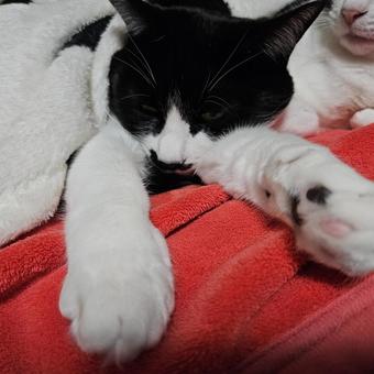 寝ているハチワレ姉猫 猫,ペット,動物の写真素材