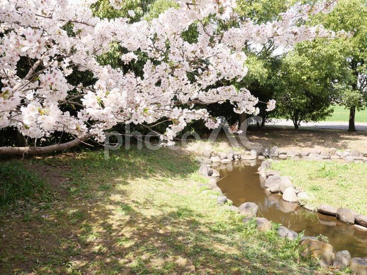 桜の花と小川 桜,春,小川の写真素材