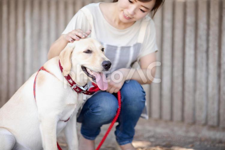 飼い主と散歩する犬 犬,犬の散歩,散歩の写真素材