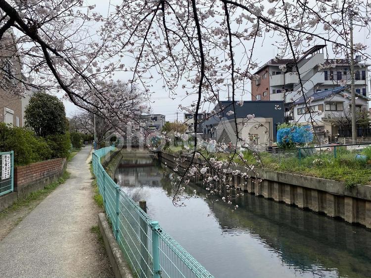 住宅街の春の花02 くもり,背景素材,川の写真素材