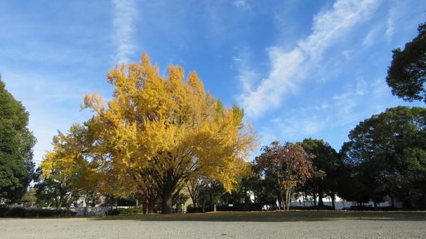 イチョウ 銀杏,イチョウ,秋の写真素材