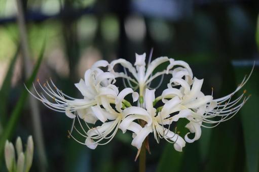 白い花びらのシロバナマンジュシャゲの花 白い花びらのシロバナマンジュシャゲの花の写真