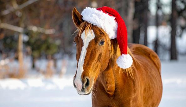 サンタクロースの帽子をかぶった馬 サンタクロースの帽子をかぶった馬の写真
