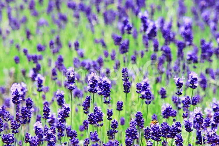 満開の花畑のイメージ 花,花畑,お花見の写真素材