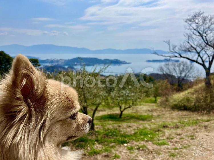 瀬戸内海を静かに見つめるチワワ 犬,いぬ,チワワの写真素材