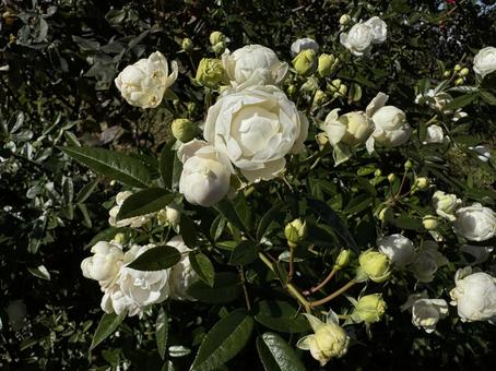 山下公園の秋バラ 白 山下公園の秋バラ 白 秋バラ,薔薇,山下公園の写真素材