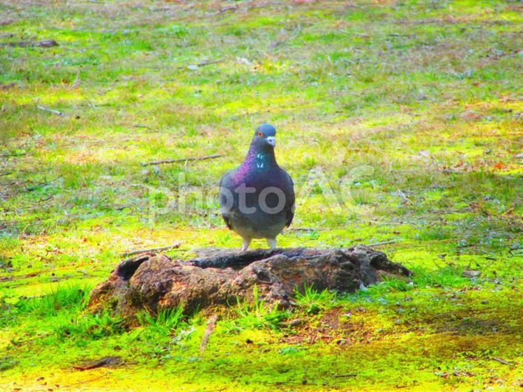 切り株にとまるハト ハト,切り株,鳩の写真素材