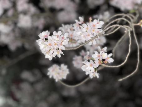 夜桜 夜桜の写真