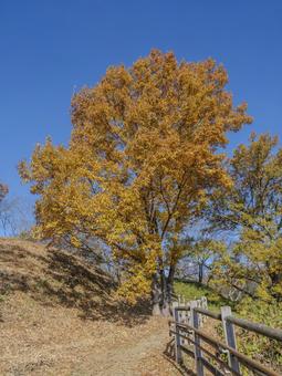 青空に映える晩秋の小径 秋,晩秋,黄葉の写真素材