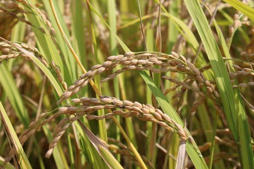 お米 お米 お米,米,新米の写真素材