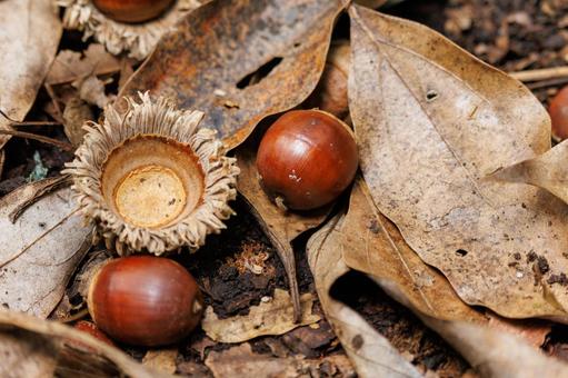 秋の公園で落ちていたどんぐり 秋の公園で落ちていたどんぐり ドングリ,団栗,落ち葉の写真素材
