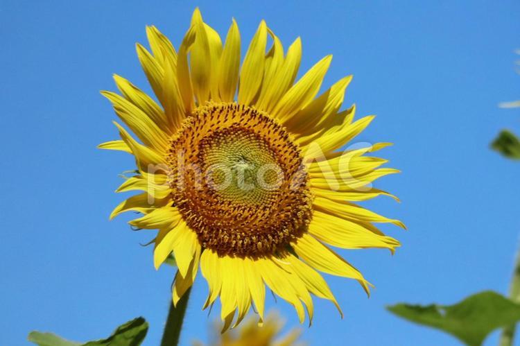 サンフラワー（ひまわりの花） ひまわり,ひまわり畑,夏の写真素材