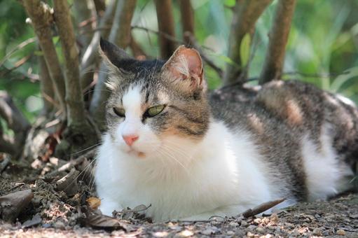 キメ顔する猫 キメ顔する猫の写真