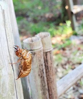 蝉の抜け殻 蝉の抜け殻 自然,虫,夏の写真素材