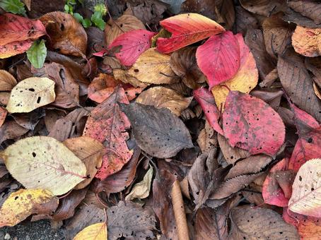 秋の風景 落ち葉,落葉,枯れ葉の写真素材