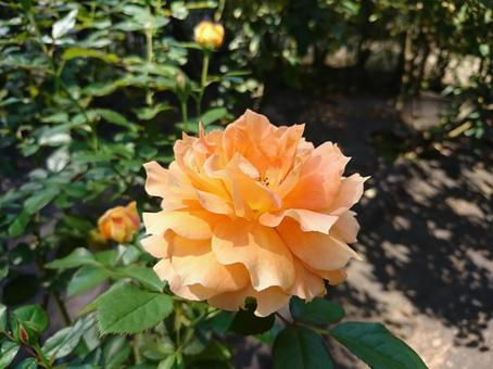薔薇 薔薇の写真