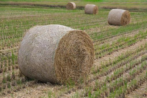 収穫した後の稲藁ロール 稲刈り,収穫,稲藁の写真素材