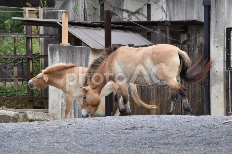 2頭のモウコノウマ モウコノウマ,2頭,全身の写真素材