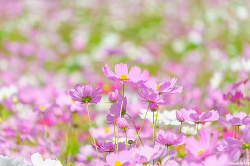 Colorful cosmos fields, JPG