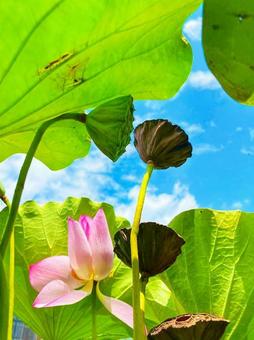 夏空をのぞくハスの花 夏空をのぞくハスの花の写真