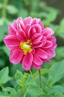 宝塚ダリア園秋　ダリア34ピンクハッピー 宝塚市,宝塚ダリア園,ダリアの写真素材