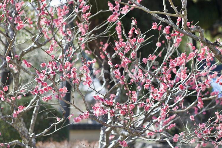 春を告げるピンクの梅の花 梅,梅の花,空の写真素材