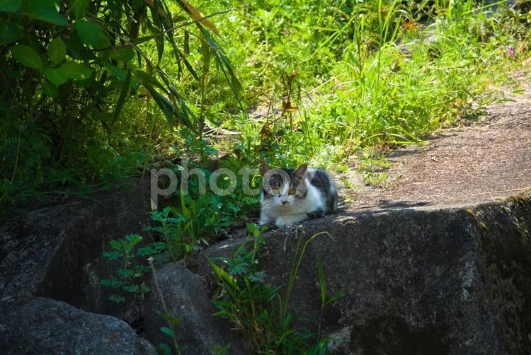 警戒中の猫 屋外で,植物,野良猫の写真素材