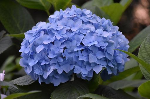 紫陽花 紫陽花の写真