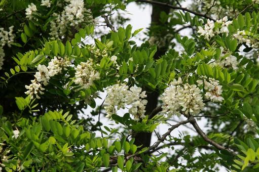 ニセアカシア・ハリエンジュの咲く風景 花木,ニセアカシア,ハリエンジュの写真素材
