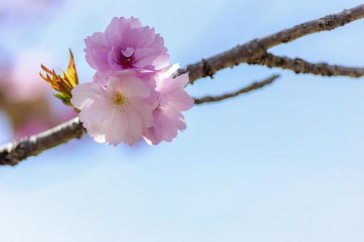 桜の花と青空の写真