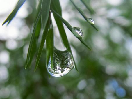 水滴と緑の葉の風景 水滴と緑の葉の風景 水滴,しずく,雨の写真素材