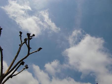 枝先の空と雲-2 木,幹,枝の写真素材