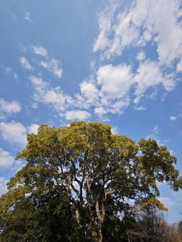 大天空 大天空の写真