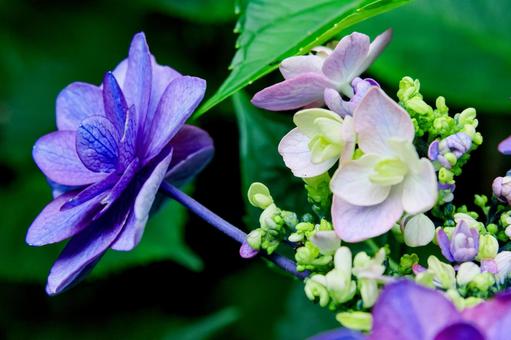 Hydrangea, JPG