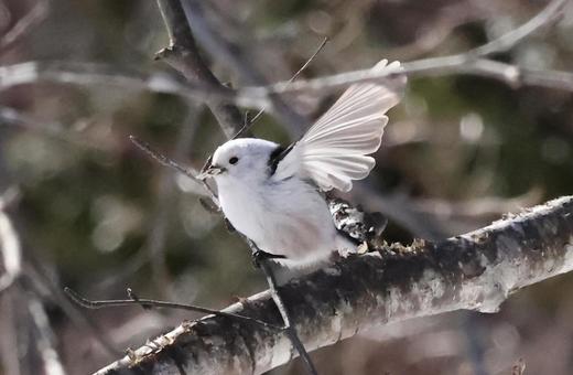 シマエナガ シマエナガ 北海道,かわいい,もふもふの写真素材
