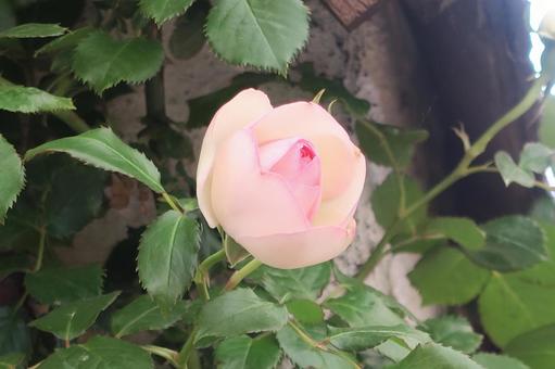 バラ rose バラ roseの写真