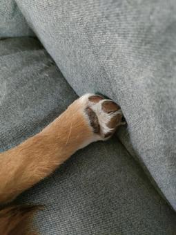 柴犬の肉球です! 柴犬の肉球です! 犬,シバ,柴犬の写真素材
